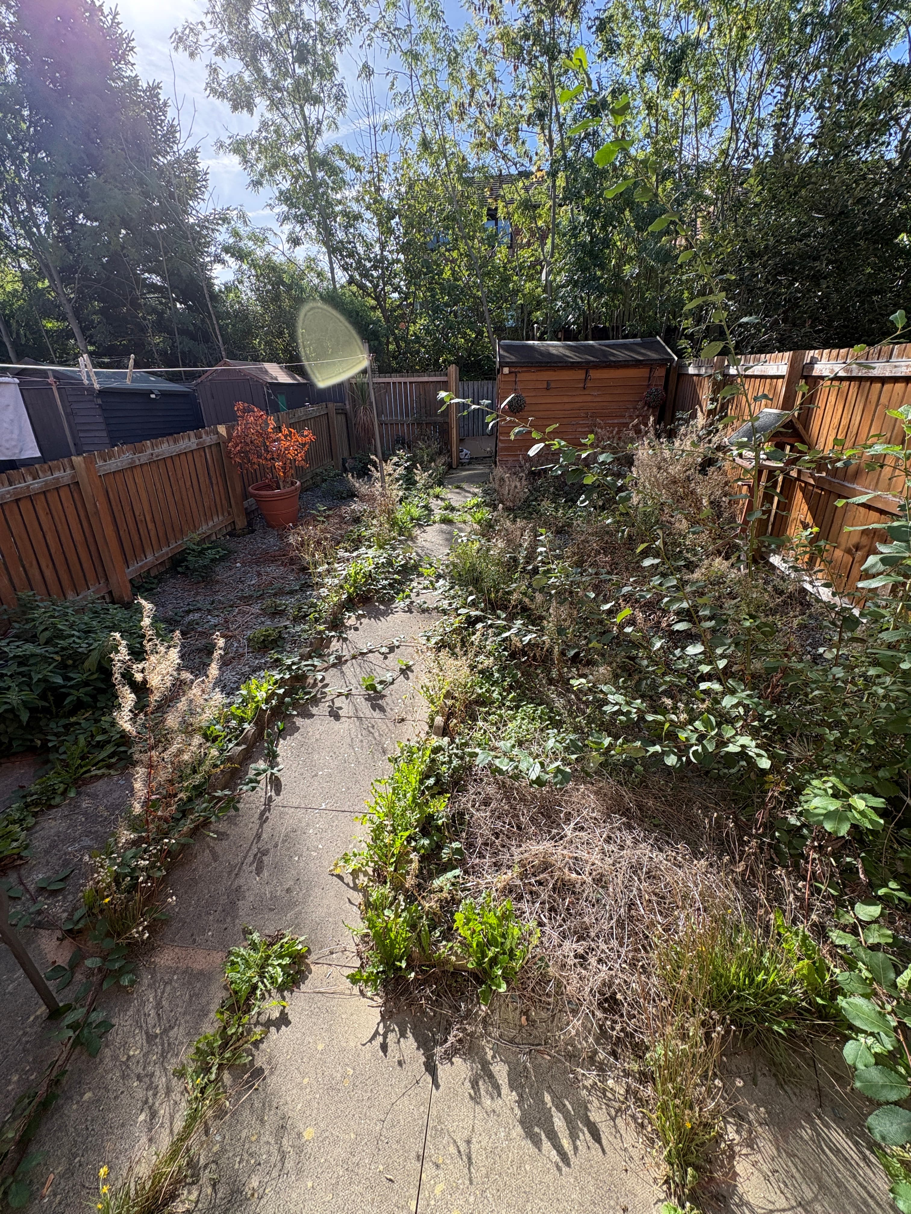 Before Weeding in Sheffield
